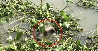 নারায়ণগঞ্জে শীতলক্ষ্যা নদী থেকে যুবকের মরদেহ উদ্ধার